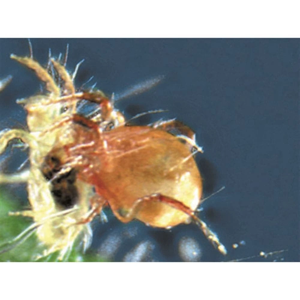 Beneficial Insects, BioPersimilis Spider Mite Control, 100,000 Bulk Count By BioBee 3 Beneficial Insects, BioPersimilis Spider Mite Control, 100,000 Bulk Count By BioBee