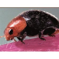 Beneficial Insects, BioCryptolaemus Mealybug Control By BioBee