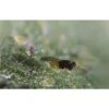Beneficial Insects, BioEncarsia Whitefly Control, 5,000 Bulk Count By BioBee 1 Beneficial Insects, BioEncarsia Whitefly Control, 5,000 Bulk Count By BioBee -Amleos 1413011agr