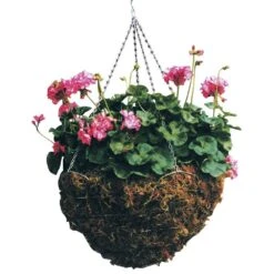Braun Wire Hanging Basket Moss Liner And Chain 16in Diam 5 Braun Wire Hanging Basket Moss Liner And Chain 16in Diam -Amleos 14hb 1 1