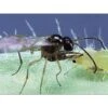 Beneficial Insects, BioAphidius Aphid Control By BioBee -Amleos 1545111bbi