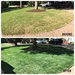 GURUgrass™ Premium Grass Colorant -Amleos 20101 live 1