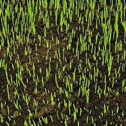 PennMulch Seed Accelerator, 40lb Bag, Quantity Of 5 By LebanonTurf -Amleos 215557p live