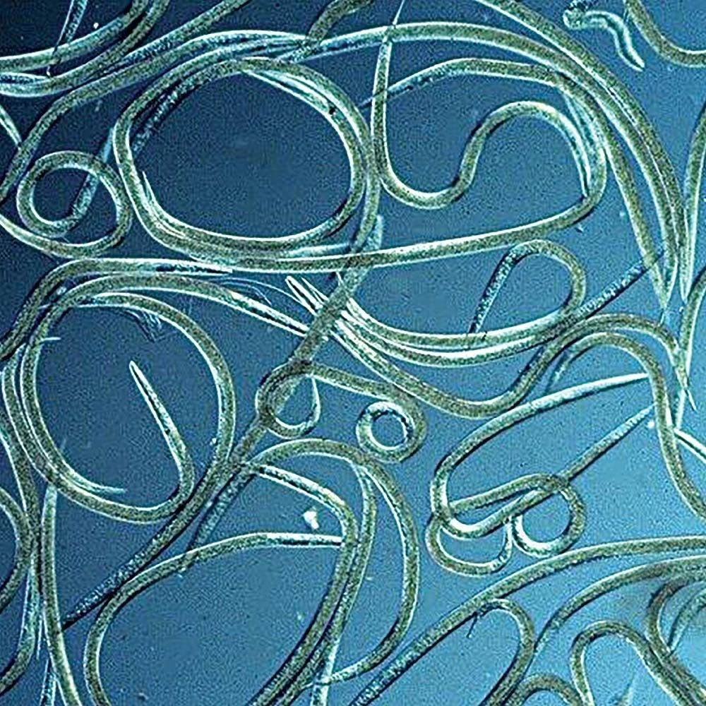 Beneficial Insects, BioHB Beneficial Nematodes, 50 Million Count By BioBee 3 Beneficial Insects, BioHB Beneficial Nematodes, 50 Million Count By BioBee