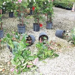 TopHat Container Stabilizer, 15-Gallon Size, By Better Bilt -Amleos 3ps15 3 1