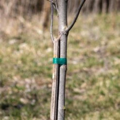 Plant Tie Ribbon, All-Purpose, Green, 4mil X 1/2in X 300ft, Pack Of 24 -Amleos 400gp 24 3