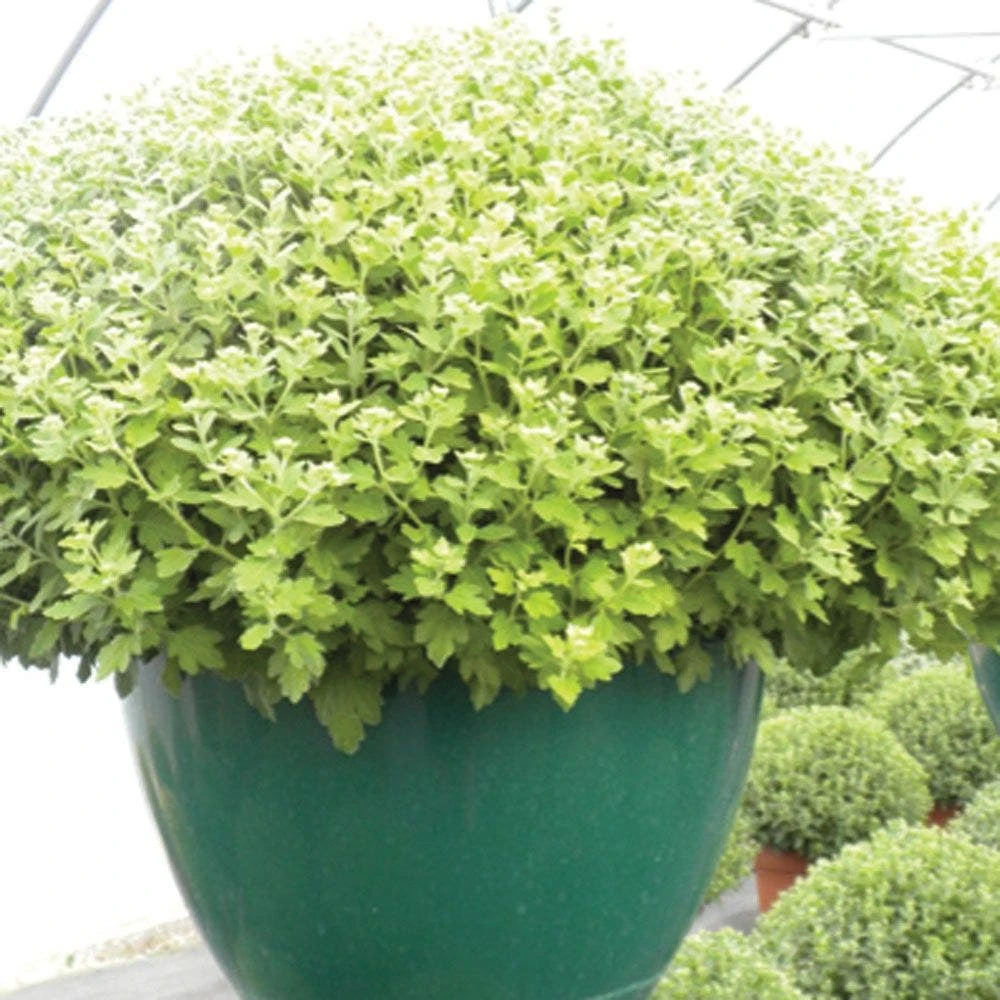 Plastic Saucerless Baskets, Green, 14in Diameter, Case Of 25 By Belden Plastics 6 Plastic Saucerless Baskets, Green, 14in Diameter, Case Of 25 By Belden Plastics - Image 4