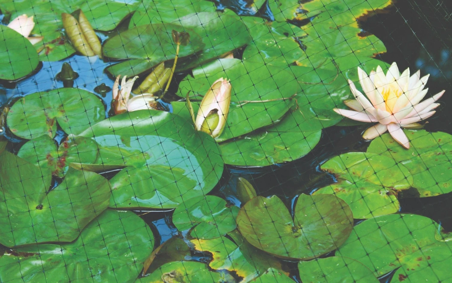 Polypropylene Bird Control Netting, 7ft X 100ft, 3/4in Square Mesh By Tenax 6 Polypropylene Bird Control Netting, 7ft X 100ft, 3/4in Square Mesh By Tenax - Image 4