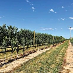 DuraLine 3-Millimeter Monofilament Trellis Line, 1,000 Feet -Amleos bdl 3 1000 3