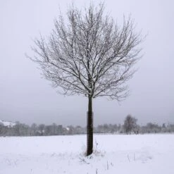 Commercial Plastic Mesh Tree Guards, 4in Diameter, 36in Length, Bundle Of 5 By A.M. Leonard 9 Commercial Plastic Mesh Tree Guards, 4in Diameter, 36in Length, Bundle Of 5 By A.M. Leonard -Amleos bg36 5 1