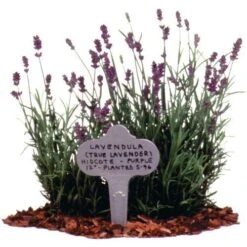 Decorative Plant Marker - Stainless Steel -Amleos bl65 3