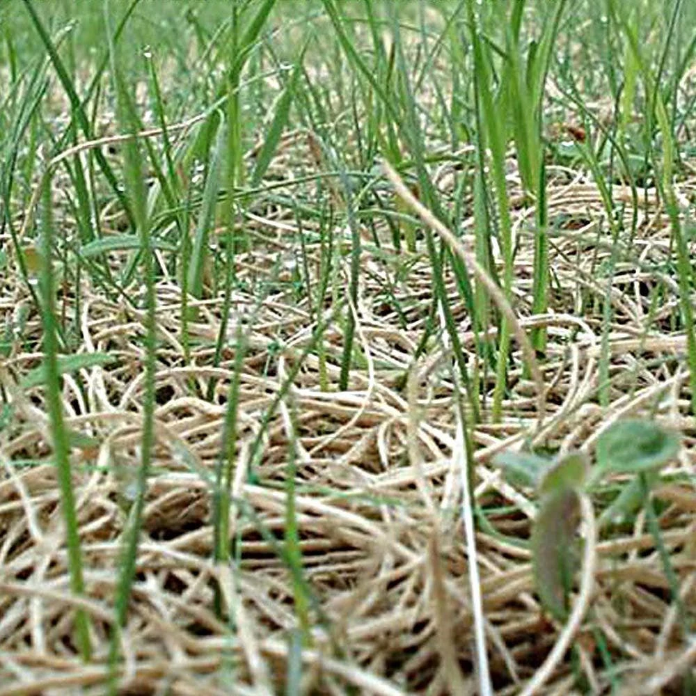 Curlex I Blanket Single Net Up To 2 1 Slope Green 6 Curlex I Blanket Single Net Up To 2 1 Slope Green - Image 4