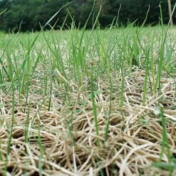 Curlex I Erosion Control Fabric Single Netting Green, 8 Feet X 112-1/2 Feet 7 Curlex I Erosion Control Fabric Single Netting Green, 8 Feet X 112-1/2 Feet -Amleos c8101 2