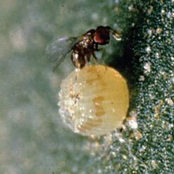 Caterpillar Parasites, 3,000 Count