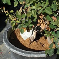 Coco Weed Guards, 15cm Diameter, Case Of 850 12 Coco Weed Guards, 15cm Diameter, Case Of 850 -Amleos cd15a 3