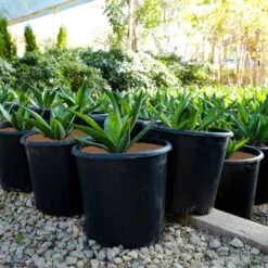 Coco Weed Guards, 38cm Diameter, Case Of 50 -Amleos cd38a 6