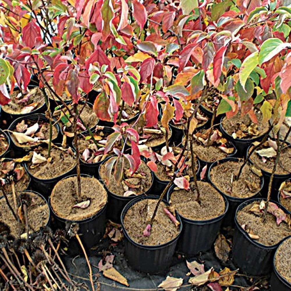 Coco Weed Guards, 44cm Diameter, Case Of 50 6 Coco Weed Guards, 44cm Diameter, Case Of 50 - Image 4