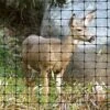 Mesh Deer Fencing, 1-3/4in X 2in Mesh, Standard Strength, 6ft X 330ft By Tenax -Amleos cn633