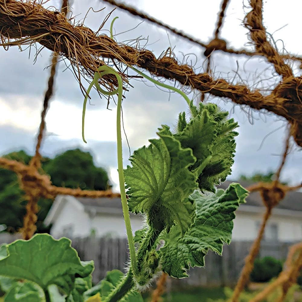 CocoNet Trellis Netting, 6-1/2 Feet X 100 Feet 4 CocoNet Trellis Netting, 6-1/2 Feet X 100 Feet - Image 2