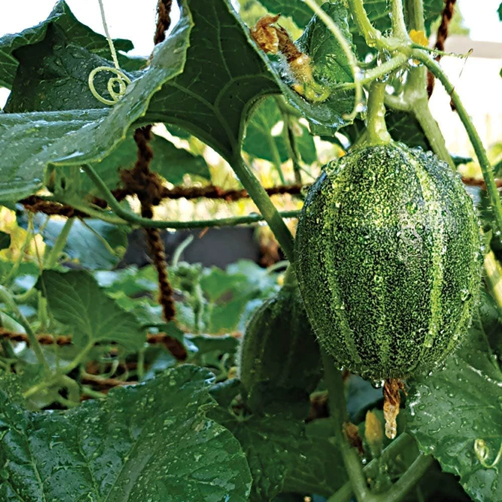 CocoNet Trellis Netting, 6-1/2 Feet X 100 Feet 5 CocoNet Trellis Netting, 6-1/2 Feet X 100 Feet - Image 3