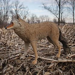 Coyote Decoy By Flambeau Outdoors -Amleos coy4 live