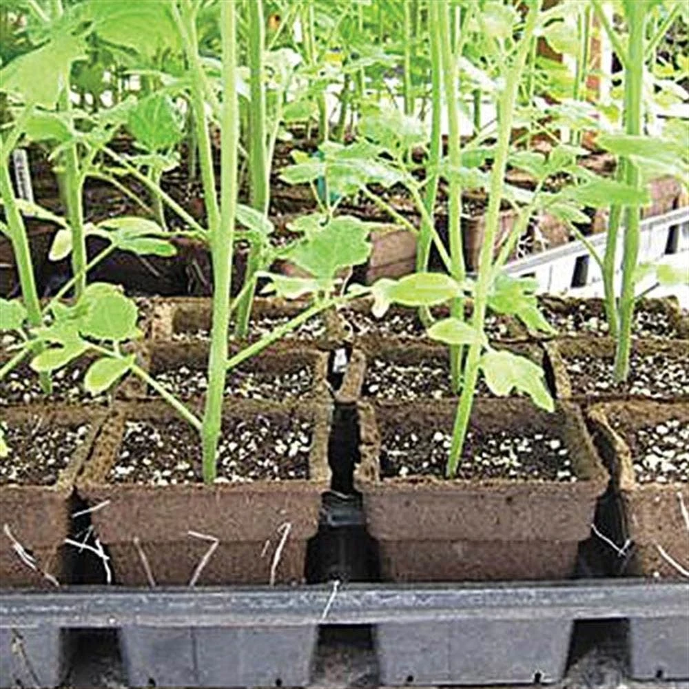 Biodegradable Plant Pots, Trade #3 Square, Case Of 1,176 Pots By Cowpots 4 Biodegradable Plant Pots, Trade #3 Square, Case Of 1,176 Pots By Cowpots - Image 2