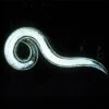 Double-Death Nematodes, 1 Million Count -Amleos ddnem1m