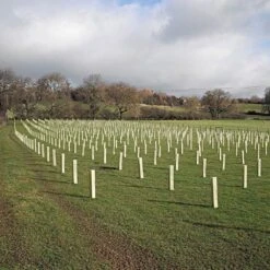 Defender Pro Tree And Shrub Shelter, 48in Length, Bundle Of 50 -Amleos dp48 live