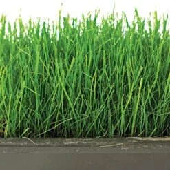 Grass Seed, Fairlawn Shady Mix, 25lb Bag -Amleos flsh25 2 1