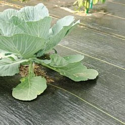 3.2oz. Premium Woven Ground Cover 3ft X 300ft 11 3.2oz. Premium Woven Ground Cover 3ft X 300ft -Amleos gc33 cabbage 5.2.23 1