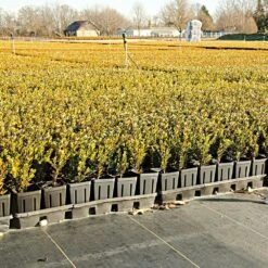 3.2oz Premium Woven Ground Cover 300ft Rolls -Amleos gc33 field 5.2.23 3