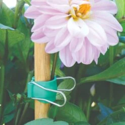 Gadget Klip Multipurpose Plant Clips, Size Medium, Pack Of 12 Clips 7 Gadget Klip Multipurpose Plant Clips, Size Medium, Pack Of 12 Clips -Amleos gk12sgge flowers 1