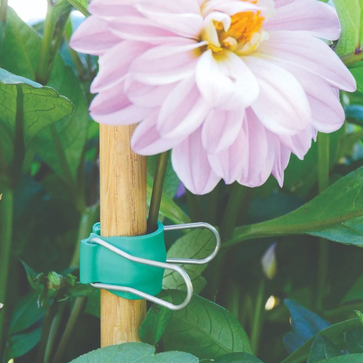 Gadget Klip Multipurpose Plant Clips, Size Medium, Pack Of 12 Clips 4 Gadget Klip Multipurpose Plant Clips, Size Medium, Pack Of 12 Clips - Image 2