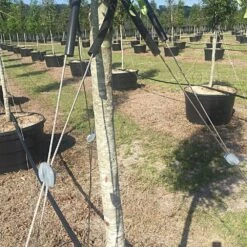 Medium-Duty Tree Guying Kit By Gripple® -Amleos gtgk3 2