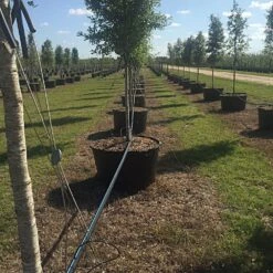 Medium-Duty Tree Guying Kit By Gripple® -Amleos gtgk3 3