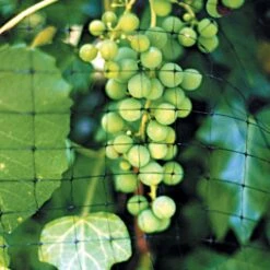 Heavy-Duty No-Tangle Mesh Bird Netting, 14ft X 50ft, 2/3in X 3/4in Mesh By Tenax -Amleos hdn145 2