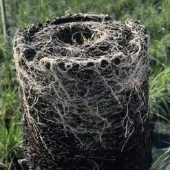 Nursery Container, Thermoformed, Trade 2, Bundle Of 10, High Hole Series By Haviland -Amleos hh275 10 1 1