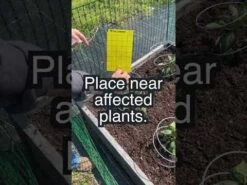 Double-Sided Sticky Insect Traps, Pack Of 25 By A.M. Leonard -Amleos hqdefault 29 8