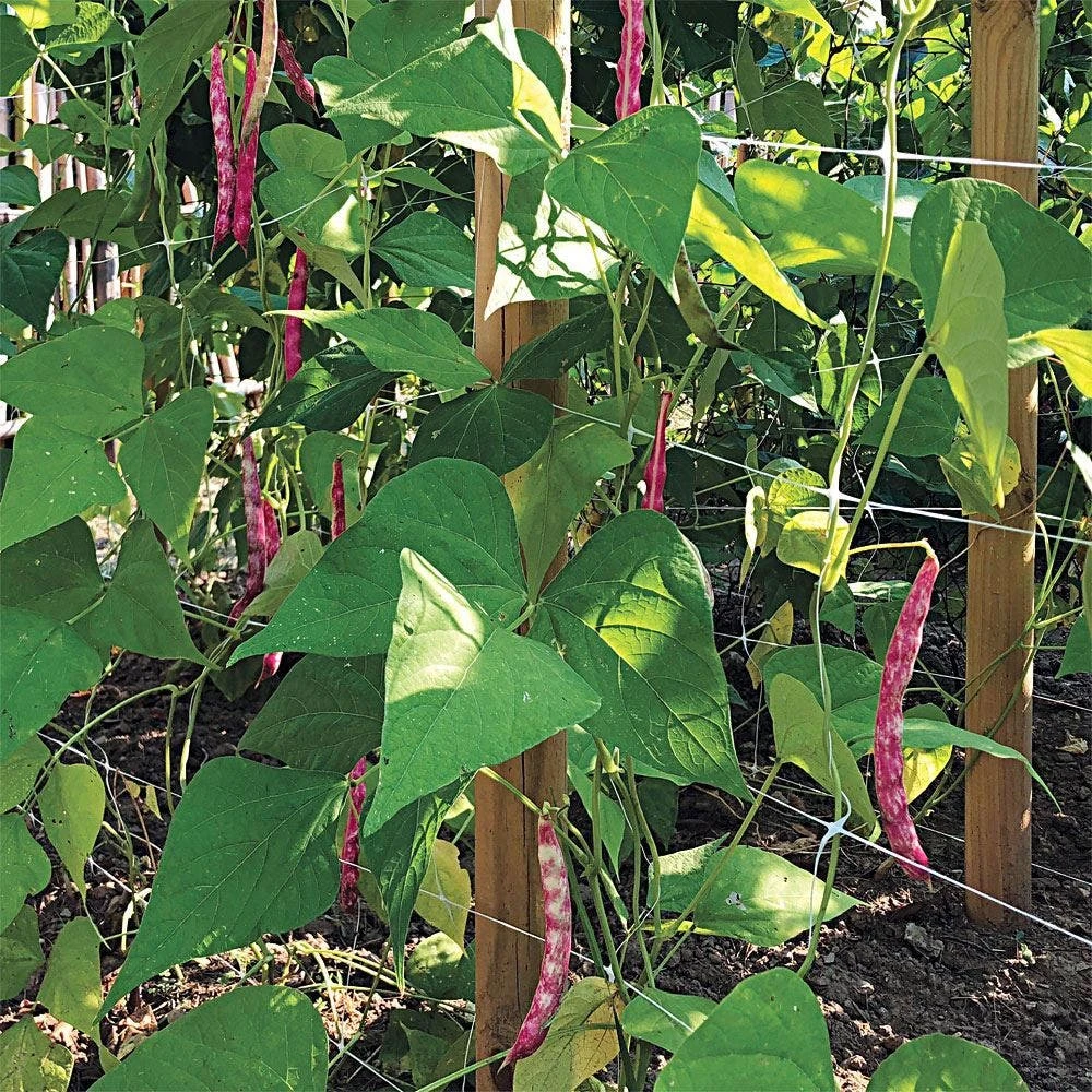 Trellis Netting, 4ft Height X 3,280ft Length By Hortonova 19 Trellis Netting, 4ft Height X 3,280ft Length By Hortonova - Image 17