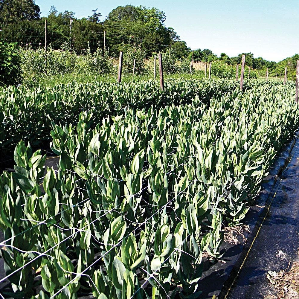 Trellis Netting, 4ft Height X 3,280ft Length By Hortonova 22 Trellis Netting, 4ft Height X 3,280ft Length By Hortonova - Image 20