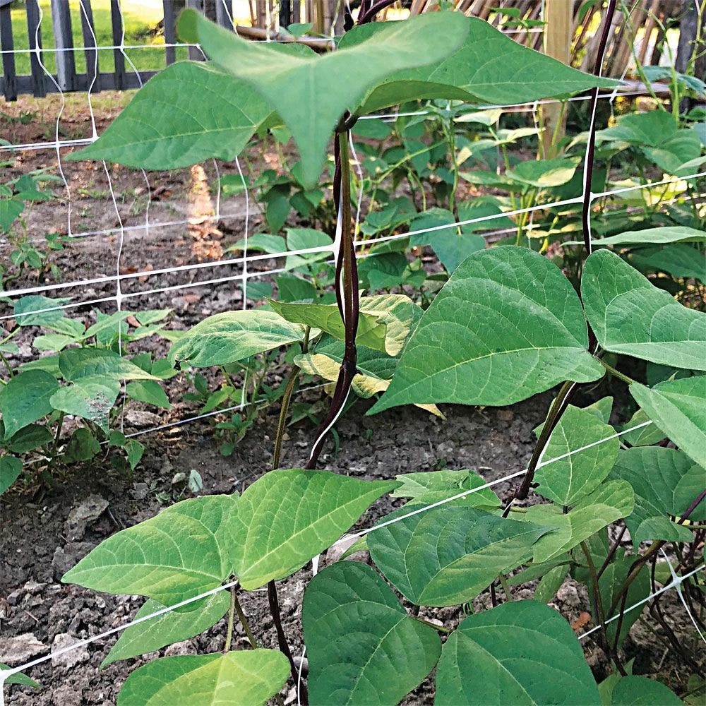 Trellis Netting, 4ft Height X 3,280ft Length By Hortonova 6 Trellis Netting, 4ft Height X 3,280ft Length By Hortonova - Image 4