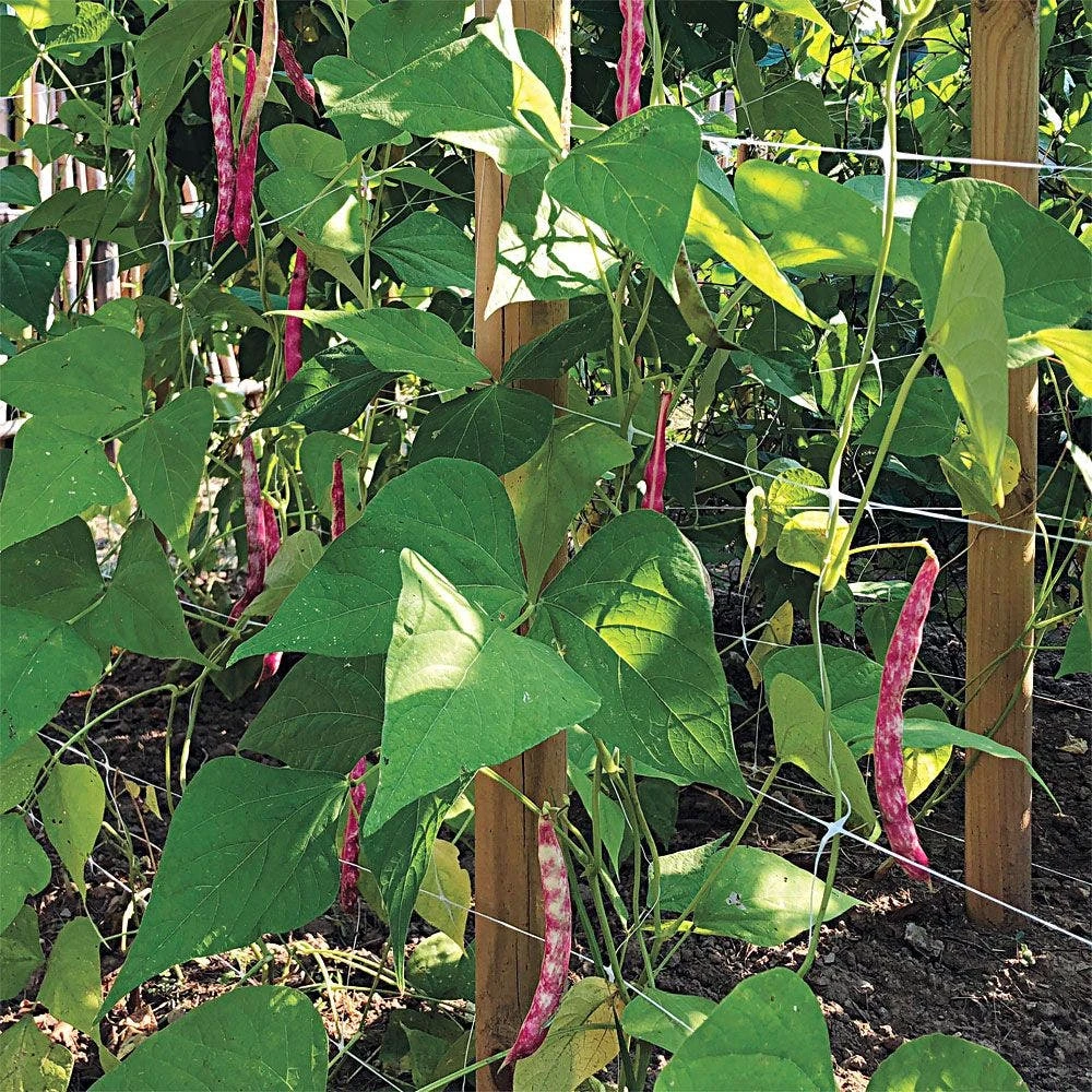 Trellis Netting, 4ft Height X 3,280ft Length By Hortonova 7 Trellis Netting, 4ft Height X 3,280ft Length By Hortonova - Image 5