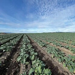 Drip Tape 15mil .25 Gallon-per-Hour 1000ft Length By Irritec -Amleos it1525 500 and it1525 1000 live