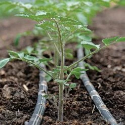 Drip Tape 15mil .25 Gallon-per-Hour 1000ft Length By Irritec -Amleos it1525 500 and it1525 1000 live tomato