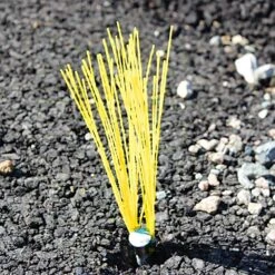 Chaser-Style Marking Whiskers, Yellow, Bundles Of 25 -Amleos mw 4y 1 1