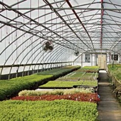 POLY GROW UVA NECTARINE 4YR 6MIL DIFFUSED 48' X 100' -Amleos nect48100d 1