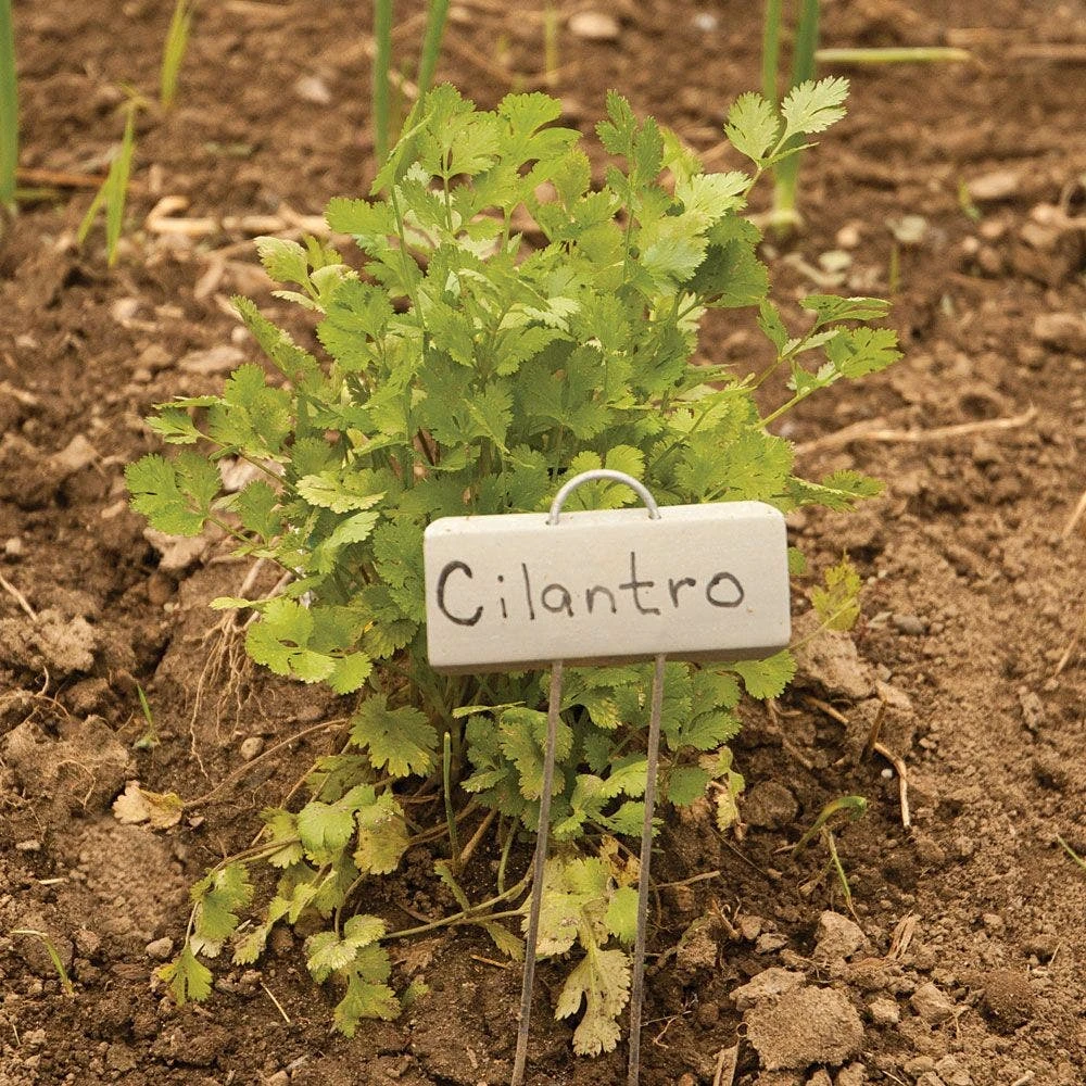 Plant Display Marker, 1-1/4in X 3-1/2in Zinc Name Plate With 21in Stake, Pack Of 25 Markers 4 Plant Display Marker, 1-1/4in X 3-1/2in Zinc Name Plate With 21in Stake, Pack Of 25 Markers - Image 2