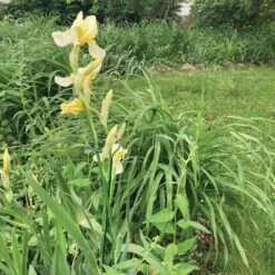 Stem And Blossom Support, 24 Inch -Amleos pp24 24 2