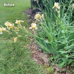 Stem And Blossom Support, 24 Inch -Amleos pp24 24 3