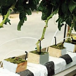 Toro Diamond White Pre-Cut 36in Micro Tubes, Pack Of 100 -Amleos pt13c 24 live2 2